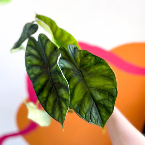 Alocasia baginda 'Dragon Scale' - Sprouts of Bristol