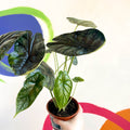 Alocasia baginda 'Dragon Scale' - British Grown - Sprouts of Bristol