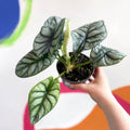 Alocasia baginda 'Silver Dragon' - Sprouts of Bristol