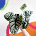Alocasia baginda 'Silver Dragon' - Sprouts of Bristol