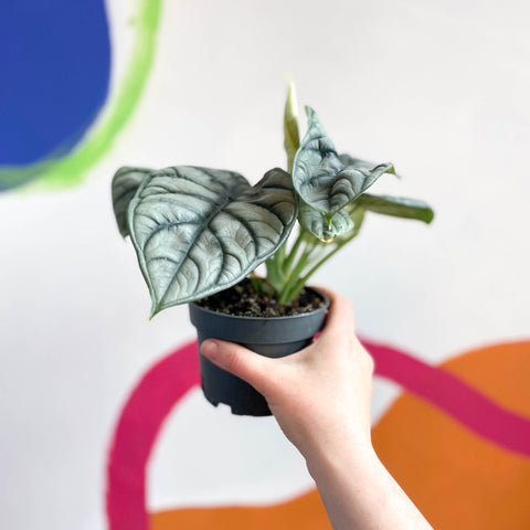 Alocasia baginda 'Silver Dragon' - Sprouts of Bristol