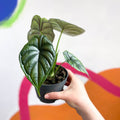 Alocasia baginda 'Silver Nebula' - Sprouts of Bristol