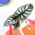 Alocasia baginda 'Silver Queen' - Sprouts of Bristol