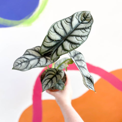 Alocasia baginda 'Silver Queen' - Sprouts of Bristol