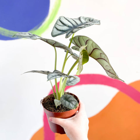 Alocasia baginda 'Silver Queen' - Sprouts of Bristol