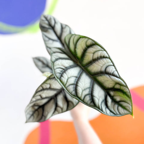 Alocasia baginda 'Silver Queen' - Sprouts of Bristol