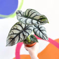 Alocasia baginda 'Silver Queen' - Sprouts of Bristol