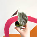 Alocasia cuprea 'Red Secret' - Sprouts of Bristol