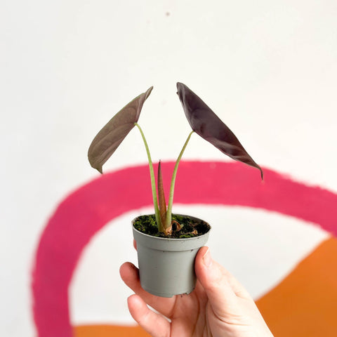 Alocasia cuprea 'Red Secret' - Sprouts of Bristol