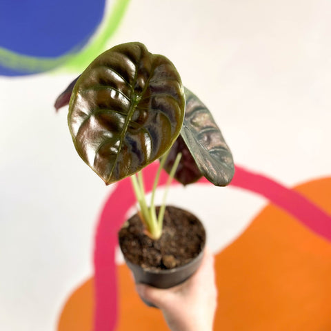 Alocasia cuprea 'Red Secret' - Sprouts of Bristol
