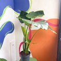 Alocasia gageana 'California' - Sprouts of Bristol