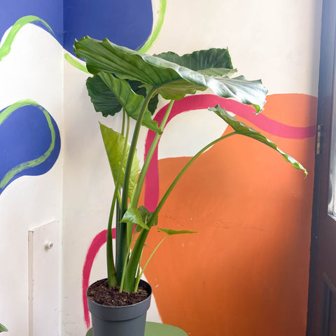 Alocasia gageana 'California' - Sprouts of Bristol