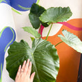 Alocasia gageana 'California' - Sprouts of Bristol
