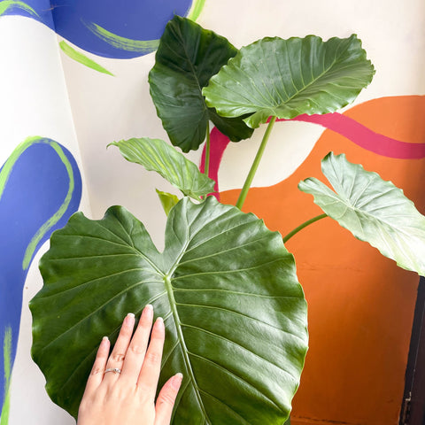 Alocasia gageana 'California' - Sprouts of Bristol