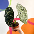 Alocasia longiloba ‘Watsoniana’ - Sprouts of Bristol