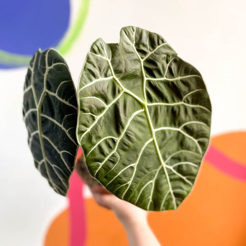 Alocasia longiloba ‘Watsoniana’ - Sprouts of Bristol