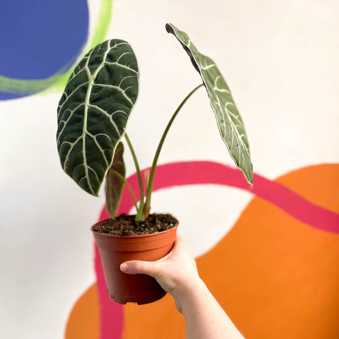 Alocasia longiloba ‘Watsoniana’ - Sprouts of Bristol