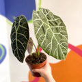 Alocasia longiloba ‘Watsoniana’ - Sprouts of Bristol