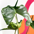 Alocasia macrorrhiza 'Stingray' - Sprouts of Bristol