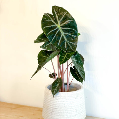 Alocasia 'Pink Dragon' - Sprouts of Bristol