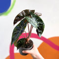 Alocasia 'Pink Dragon' - Sprouts of Bristol
