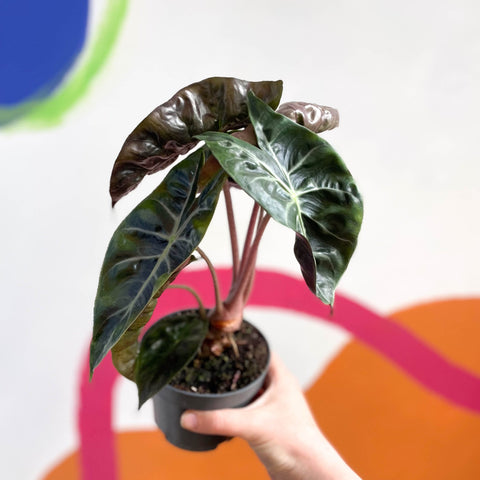 Alocasia 'Pink Dragon' - Sprouts of Bristol