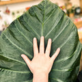 Alocasia 'Regal Shield' - Sprouts of Bristol