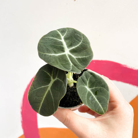 Alocasia reginula 'Black Velvet' - Sprouts of Bristol