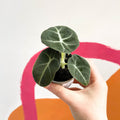 Alocasia reginula 'Black Velvet' - Sprouts of Bristol