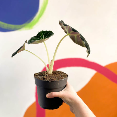 Alocasia reginula 'Black Velvet' - Sprouts of Bristol