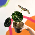 Alocasia reginula 'Black Velvet' - Sprouts of Bristol