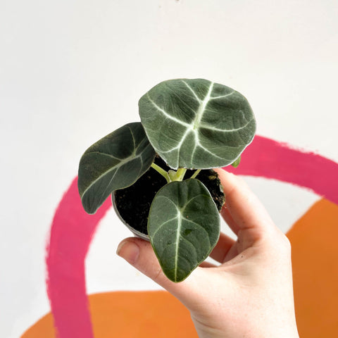 Alocasia reginula 'Black Velvet' - Sprouts of Bristol