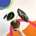 Alocasia reginula 'Black Velvet' - Sprouts of Bristol