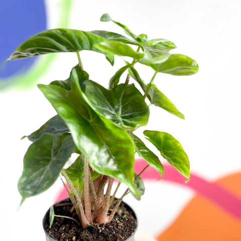 Alocasia sarawakensis 'Yucatan Princess' - Sprouts of Bristol