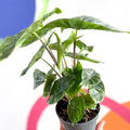 Alocasia sarawakensis 'Yucatan Princess' - Sprouts of Bristol
