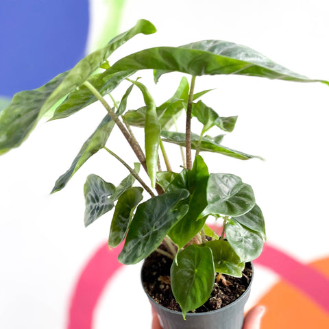 Alocasia sarawakensis 'Yucatan Princess' - Sprouts of Bristol