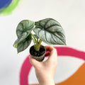 Alocasia 'Silver Dragon' - Sprouts of Bristol