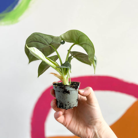 Alocasia 'Silver Dragon' - Sprouts of Bristol
