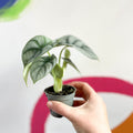 Alocasia 'Silver Dragon' - Sprouts of Bristol