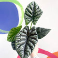 Alocasia sinuata - Sprouts of Bristol