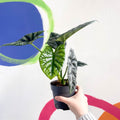Alocasia sinuata - Sprouts of Bristol