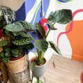 Alocasia 'Wentii' - Sprouts of Bristol