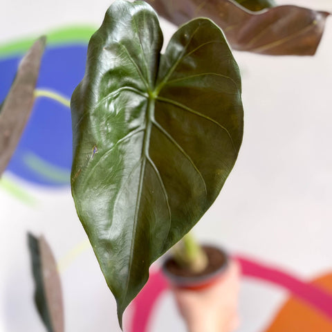 Alocasia 'Wentii' - British Grown - Sprouts of Bristol