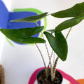 Alocasia zebrina - Sprouts of Bristol