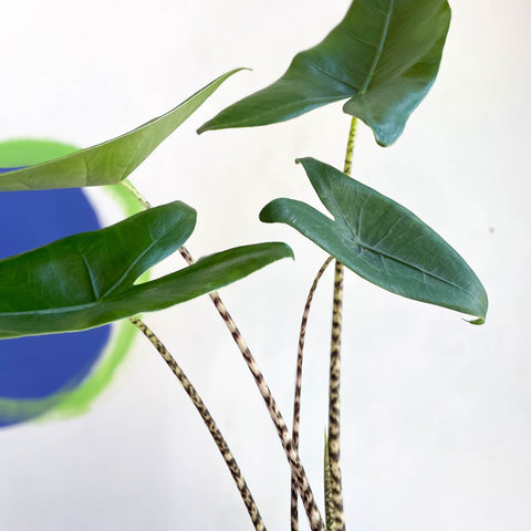 Alocasia zebrina - Sprouts of Bristol