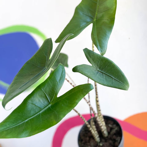 Alocasia zebrina - Sprouts of Bristol