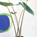 Alocasia zebrina - Sprouts of Bristol