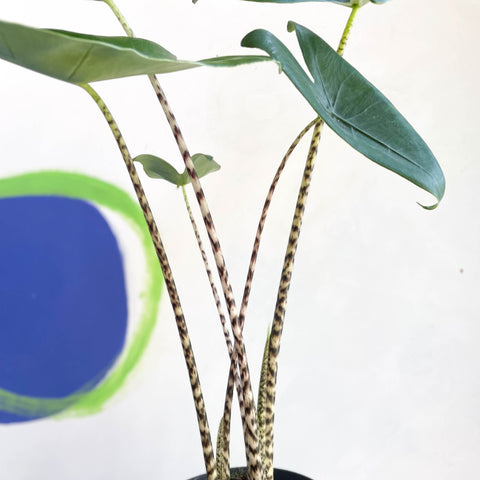Alocasia zebrina - Sprouts of Bristol