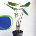 Alocasia zebrina - Sprouts of Bristol