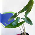 Alocasia zebrina - Sprouts of Bristol